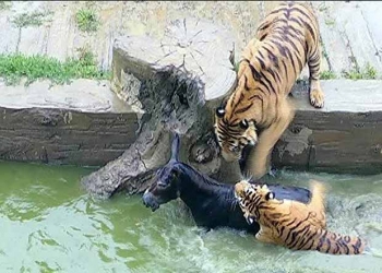 Vidéo : un zoo jette un âne vivant aux tigres en guise de repas