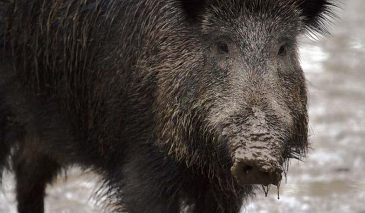 Tunisie : une fillette de 4 ans attaquée par un sanglier