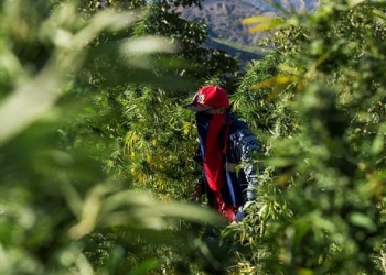 Une Allemande amoureuse du Maroc pour la qualité de son haschich