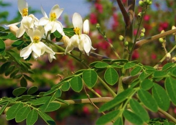 La « Moringa » un remède naturel pour le cancer et le diabète ?