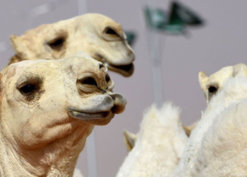 Arabie saoudite: des chameaux botoxés