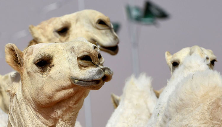 Arabie saoudite: des chameaux botoxés