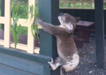 Un koala mort vissé à un poteau, indignation en Australie