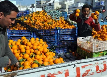 Tunisie: Les exportations d’agrumes devraient atteindre un record