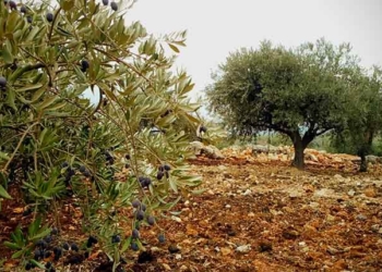 Tunisie : 4 millions d'oliviers plantés en 2017