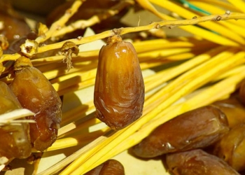 Tunisie: Les exportations de dattes enregistrent un chiffre record