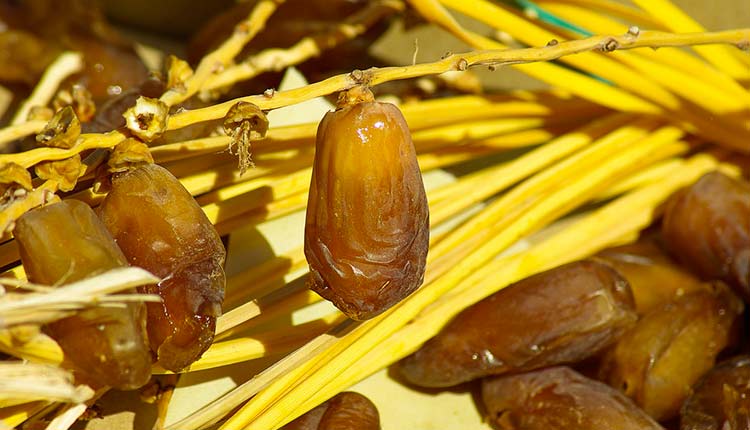 Tunisie: Les exportations de dattes enregistrent un chiffre record