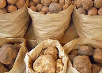 Tunisie: Fermeture d'un parc après une ruée sur les truffes