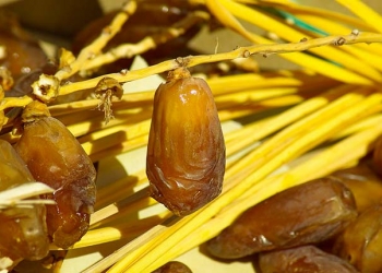 Tunisie: des recettes record des exportations de dattes