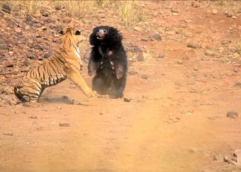 VIDÉO - Rare affrontement entre un ours et un tigre du Bengale en Inde