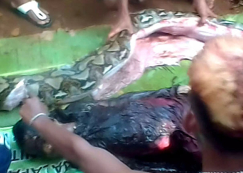 En Indonésie, une femme avalée par un python géant