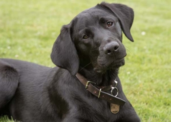 France : Ils trouvent «marrant» d'éviscérer un chien, 1 an de prison
