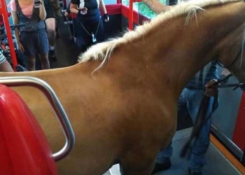 Autriche: il monte dans le train avec son cheval