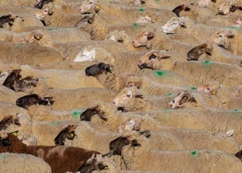 Tunisie-Aïd Al Idha: 80 moutons distribués aux plus démunies