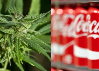 Coca-Cola : bientôt des boissons contenant des infusions de cannabis?