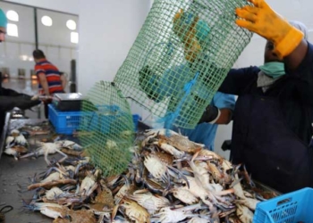 Tunisie: le crabe bleu, prédateur redoutable devenu proie prisée