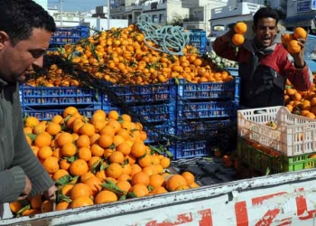 La Tunisie s’attend à une hausse record de la production d’oranges