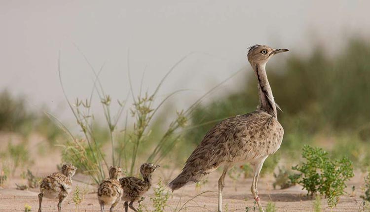 Tunisie: Le braconnage a dépeuplé le désert et sa faune