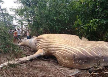 Une baleine à bosse retrouvée morte en pleine forêt amazonienne