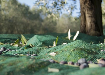 La Tunisie au 1er rang mondial des superficies consacrées aux oliveraies bio