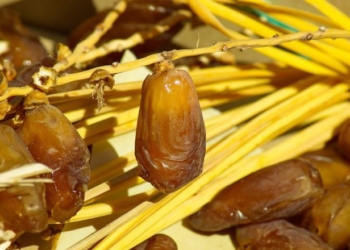 Tunisie: hausses record des exportations de dattes sur les marchés non-traditionnels