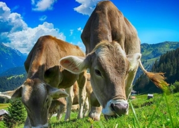 La Tunisie va importer de la viande rouge de Roumanie