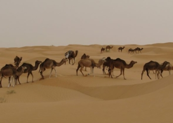 Tunisie : Elevage de dromadaires menacé par la contrebande