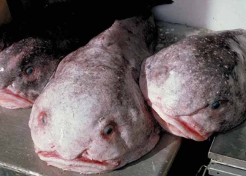 Le Ministère de l’Agriculture appelle à consommer le poisson tout en fermant les yeux!