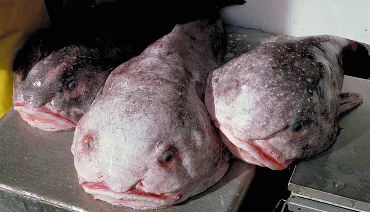 Le Ministère de l’Agriculture appelle à consommer le poisson tout en fermant les yeux!