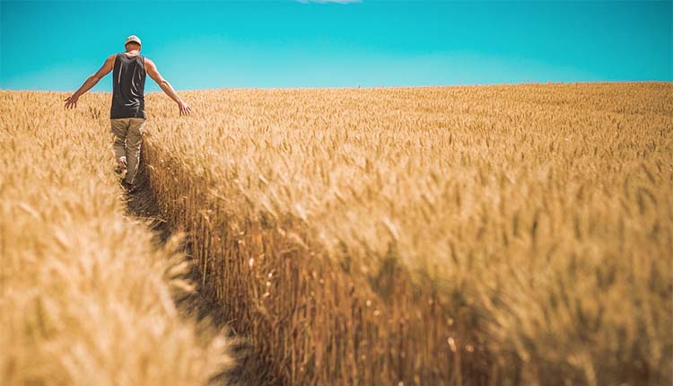 Tunisie: des récoltes de céréales records en vue dans le nord