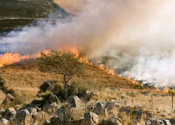 Tunisie: la quasi majorité des incendies sont d’origine criminelle