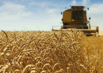 Tunisie: La récolte céréalière devrait dépasser les 2 millions de tonnes