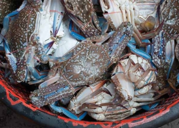 Crabe bleu à Djerba : Quand une menace se transforme en opportunité