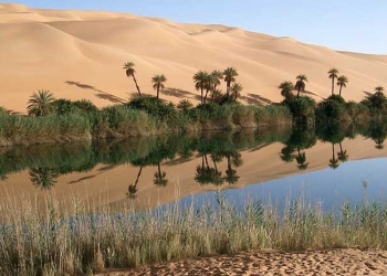 Kébili: 4 incendies déclarés dans une ancienne oasis