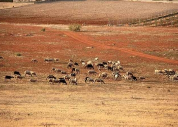 Sidi Bouzid : Projet d’exportation de mouton de la région