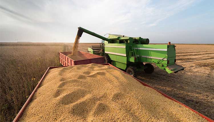 Tunisie : la récolte céréalière permettra de réduire les importations d'environ 70 millions de dollars