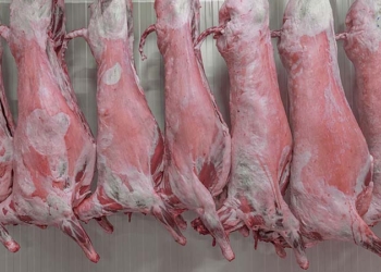 Tunisie: plus d’1 million de têtes de moutons pour l’Aïd el Kebir