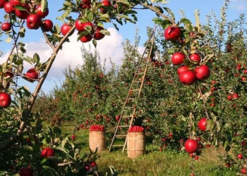 Tunisie: Un prêt de la BAD de 80,5MD pour la promotion des filières agricoles