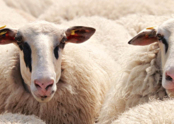 Prix des moutons: l’ODC dénonce un « tsunami des prix » provoqué par les spéculateurs