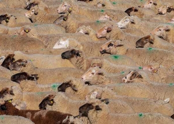 Tunisie: Le Ministère de l'Agriculture fixe les prix de vente des moutons