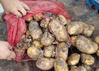 Pommes de terre Turc : « terrorisme alimentaire pratiqué par le Ministère du Commerce »