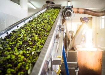 Tunisie : Une saison record d’huile d’olive pour 2019-2020