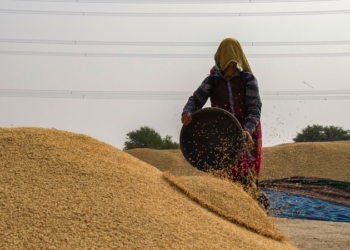 La Tunisie lance un appel offre international pour l’acquisition 50 000 tonnes de blé