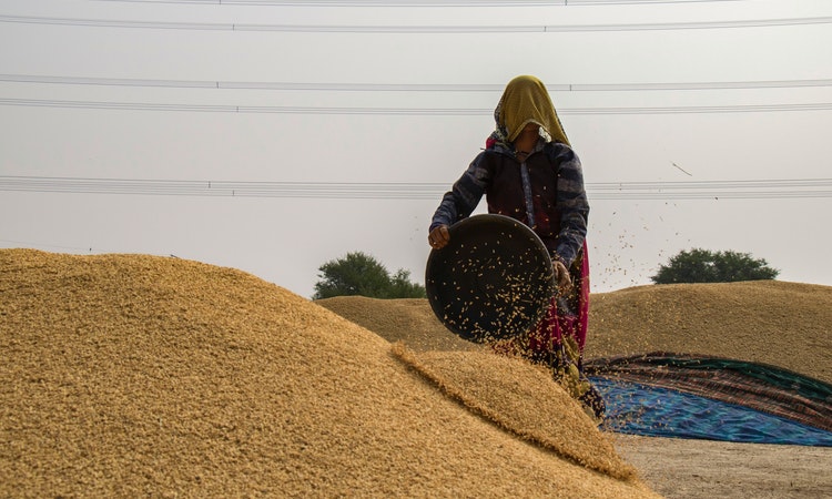 La Tunisie lance un appel offre international pour l’acquisition 50 000 tonnes de blé