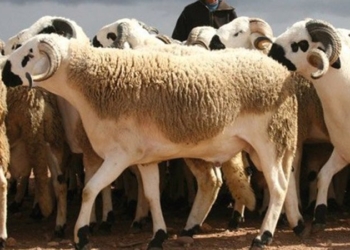 Tunisie : des ovins ont péri à cause de la pluie et l’orage