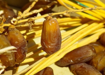 Tunisie : La récolte de dattes battrait, cette année, tous les records