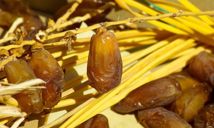 Tunisie : La récolte de dattes battrait, cette année, tous les records