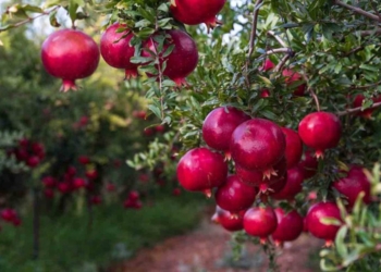 Tunisie : le 4e Festival des Grenades de Testour est une réussite (Crédit: Shutterstock)
