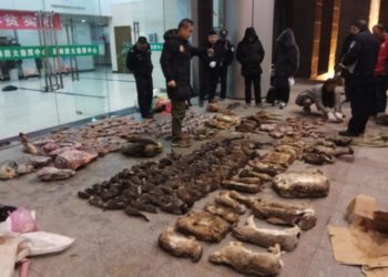 Coronavirus : La Chine interdit le commerce d'animaux sauvages