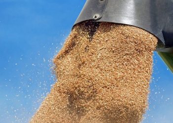Les pays d'Afrique du Nord ont encore d'importants besoins en blé cette année